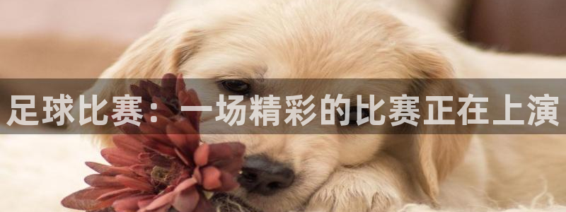 足球比赛：一场精彩的比赛正在上演